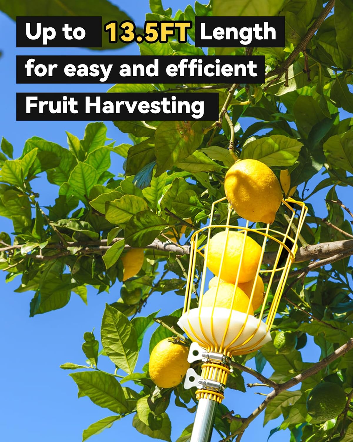 6.5FT Fruit Picker, Apple Picker Tool with Adjustable Pole and Basket, Long Reach Mango Grabber
