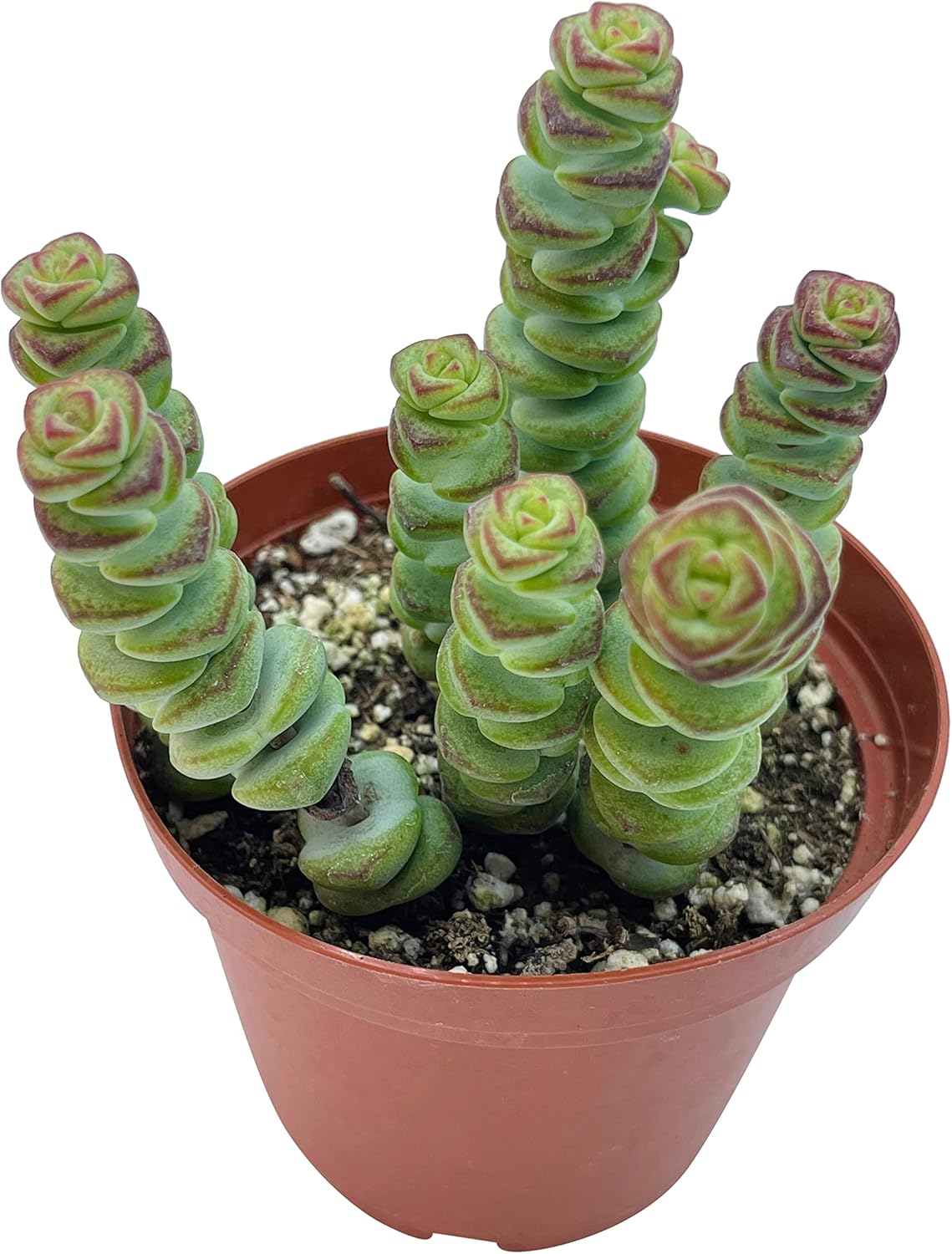 Live Succulent 4" Crassula Baby Necklace, Succulents Plants Live, Succulent Plants Fully Rooted