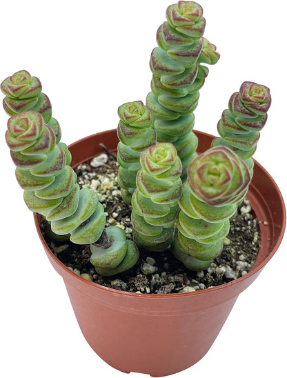 Live Succulent 4" Crassula Baby Necklace, Succulents Plants Live, Succulent Plants Fully Rooted
