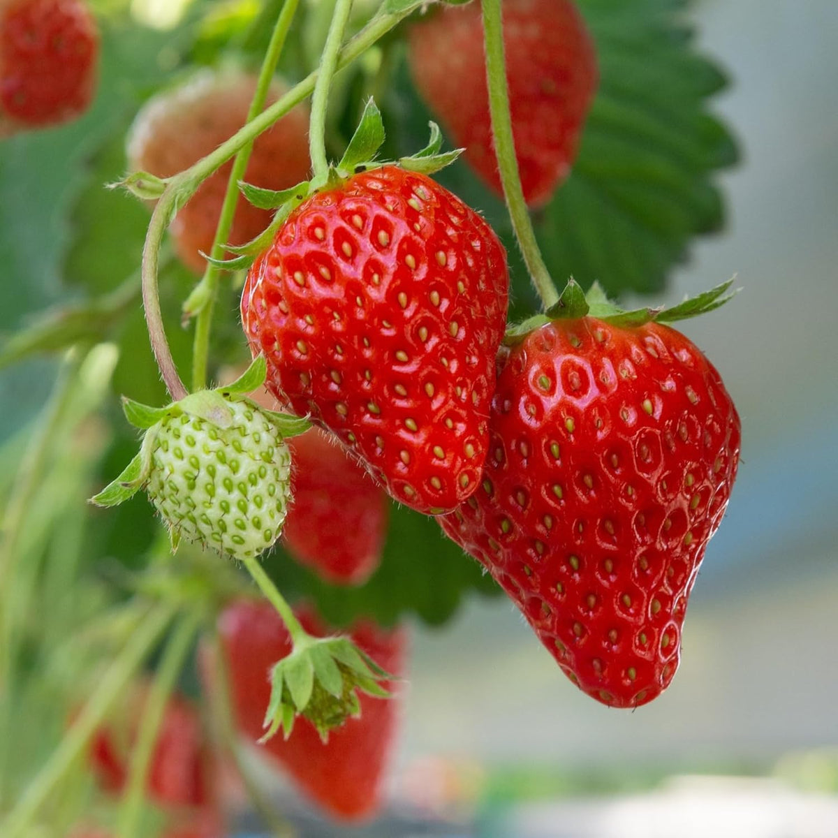Earliglow Strawberry Plants from Hand Picked Nursery - Easy to Grow June Bearing Variety - Bare