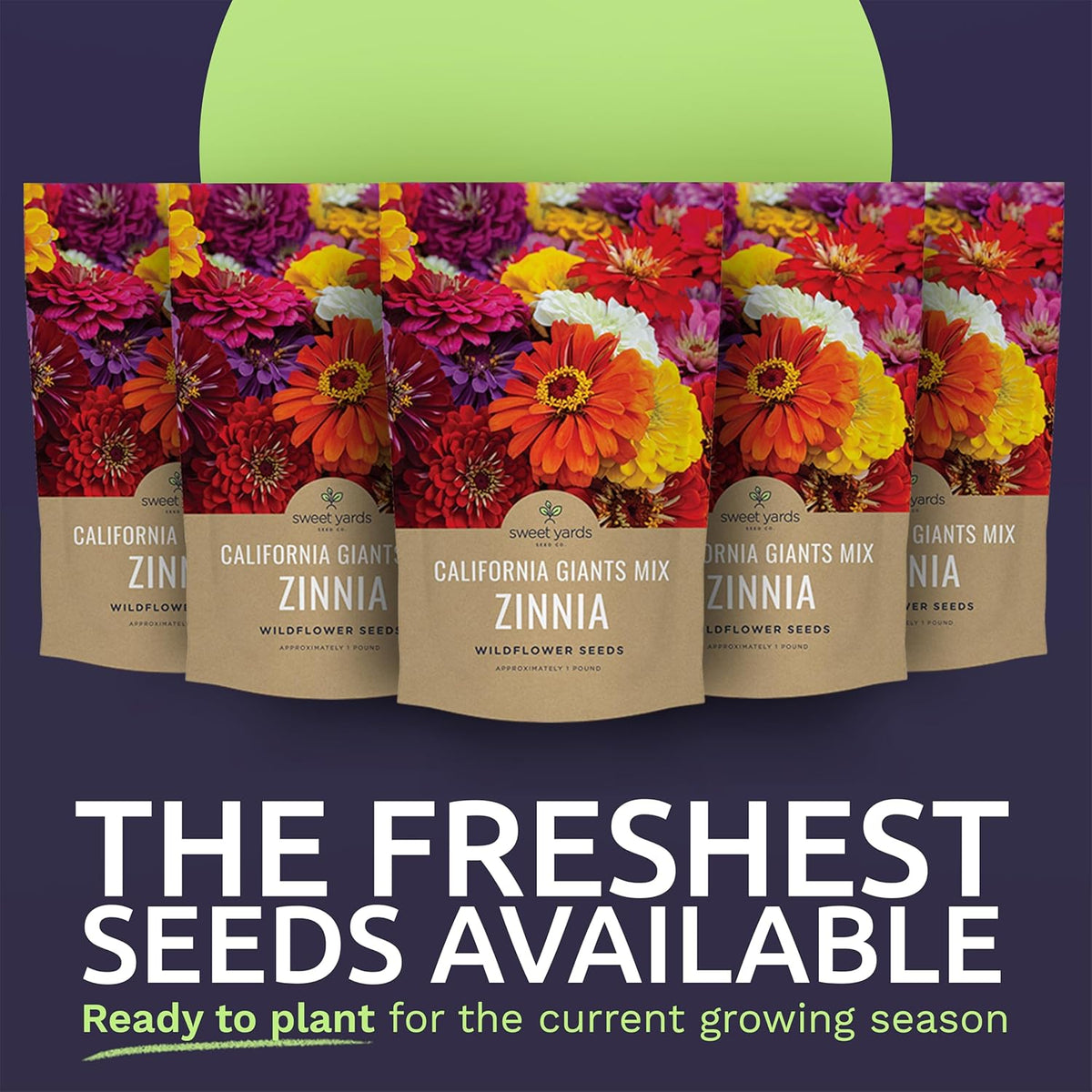 Bulk Zinnia Seeds - California Giants Mix - 5 Pounds - Over 240,000 Flower Seeds - Mixed Colors and