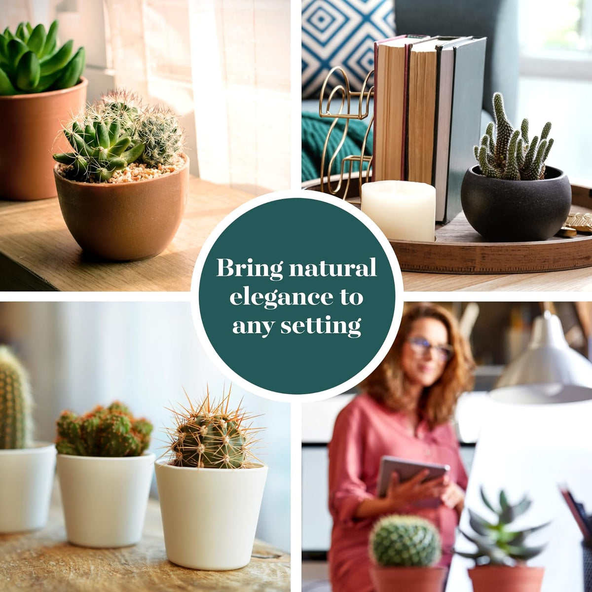 Shop Succulents Premium Live Mini Cactus Plants in Bulk 2" Pots, Easy Care Indoor or Outdoor