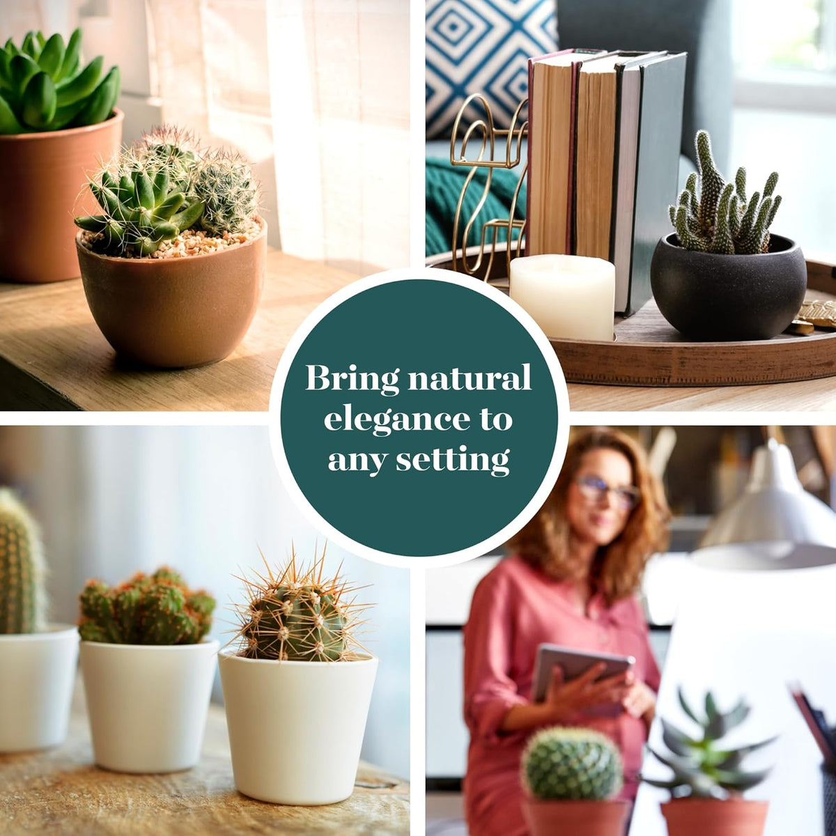 Shop Succulents Premium Live Mini Cactus Plants in Bulk 2" Pots, Easy Care Indoor or Outdoor
