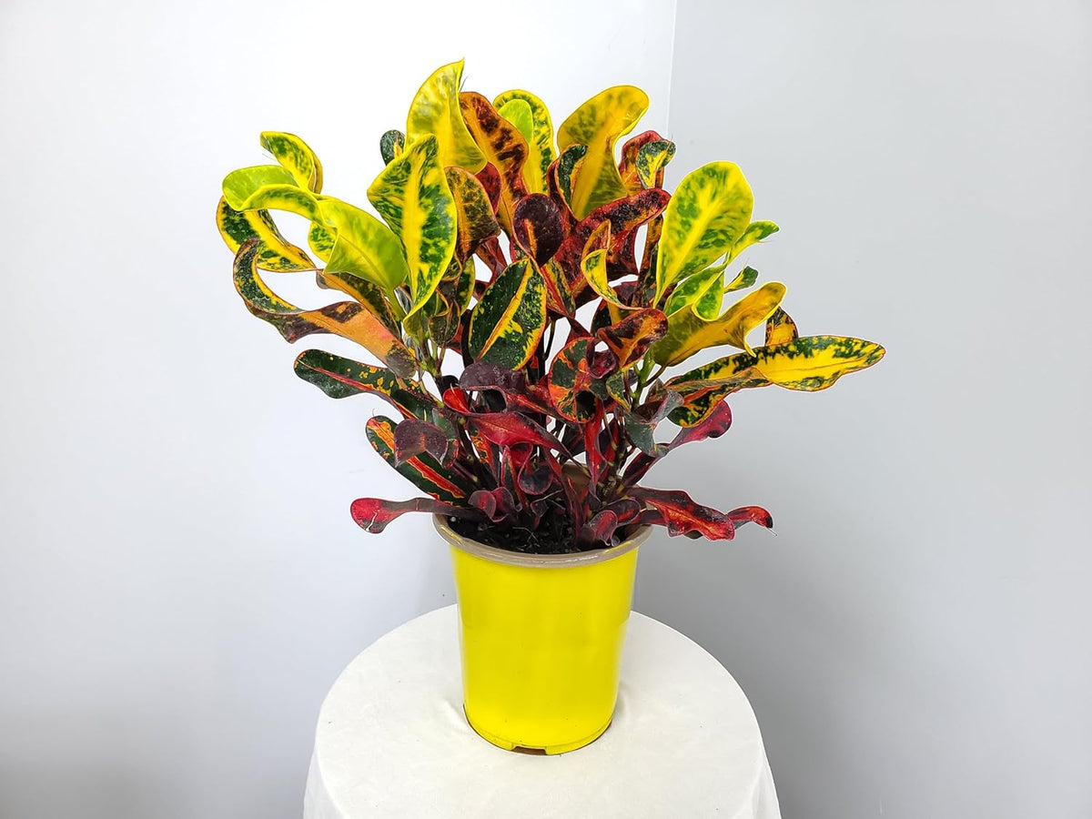 Croton Mammy - 16" to 20" Overall Height - Live Variegated Plant - Tropical Plants of Florida