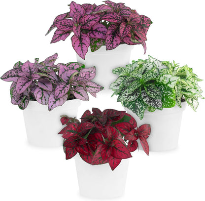 Polka Dot Plant Collection (4-Pack) - House Plants Indoors Live, Air Purifying Live Indoor House