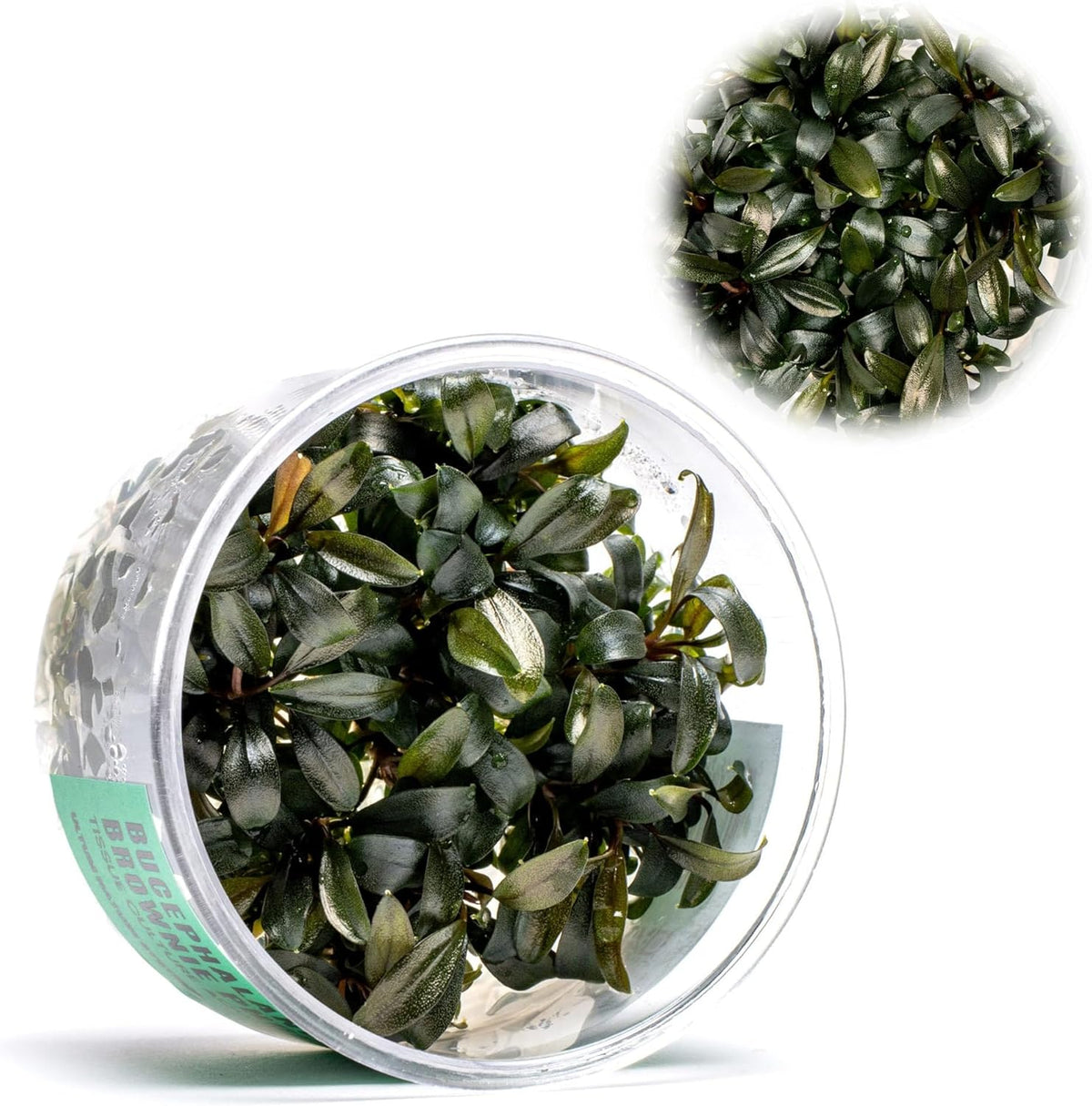 Ultum Nature Systems Live Tissue Culture - Bucephalandra Brownie Phoenix - Easy, Low-Med Light