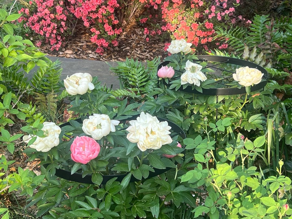 Large Peony Cages and Supports 18.9"x23.6" - Durable Round Garden Flower Rings | Tall Plant Support