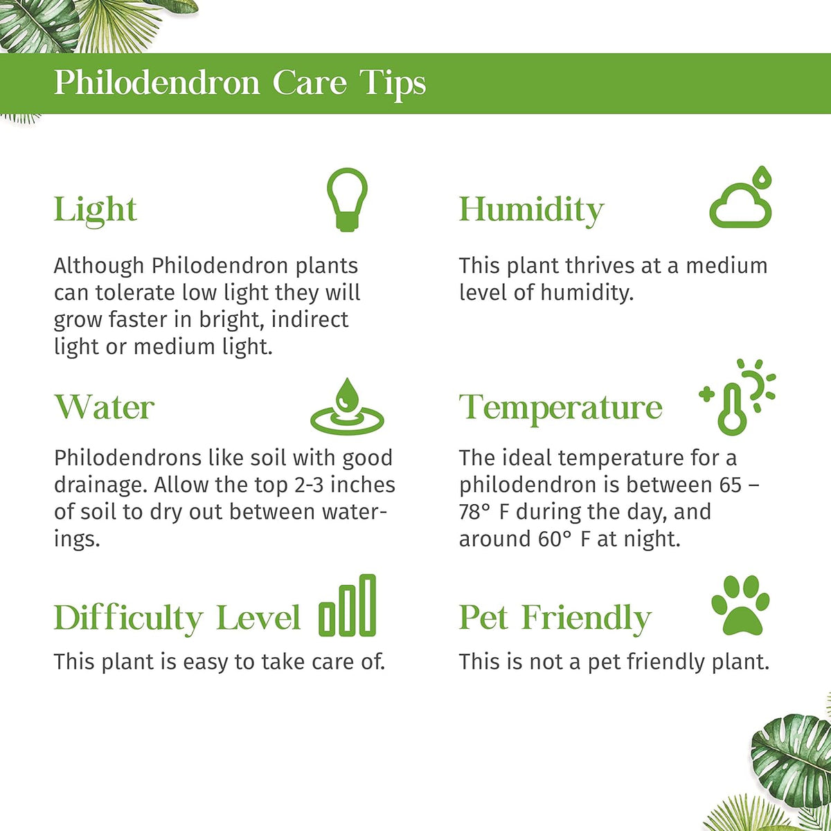 Philodendron Cordatum Heartleaf Live Plant for Indoor | Different Houseplants in 3'' Pot | Real