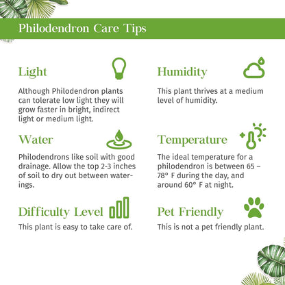 Philodendron Cordatum Heartleaf Live Plant for Indoor | Different Houseplants in 3'' Pot | Real