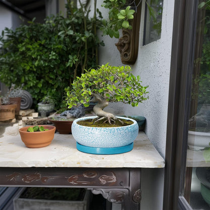 Succulent Pots 8 Inch - Ceramic Bonsai Pots with Drainage Hole and Saucer, Succulent Planters for