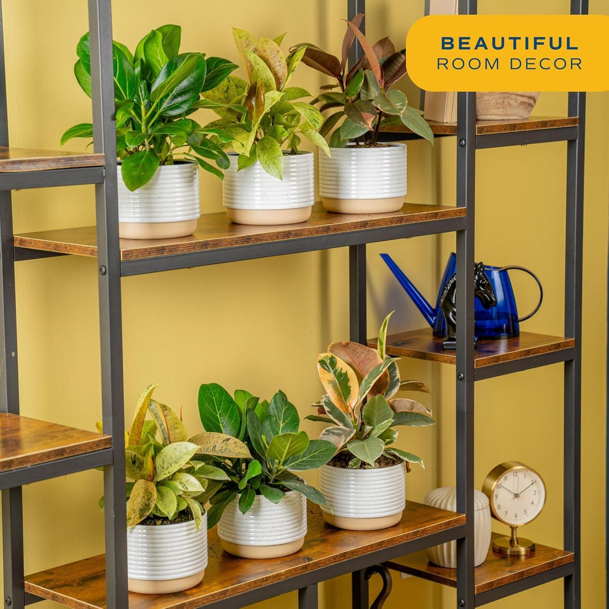 Costa Farms Ficus Live Plants (Pack of 6), Easy to Grow Live Indoor Houseplants, Grower's Choice