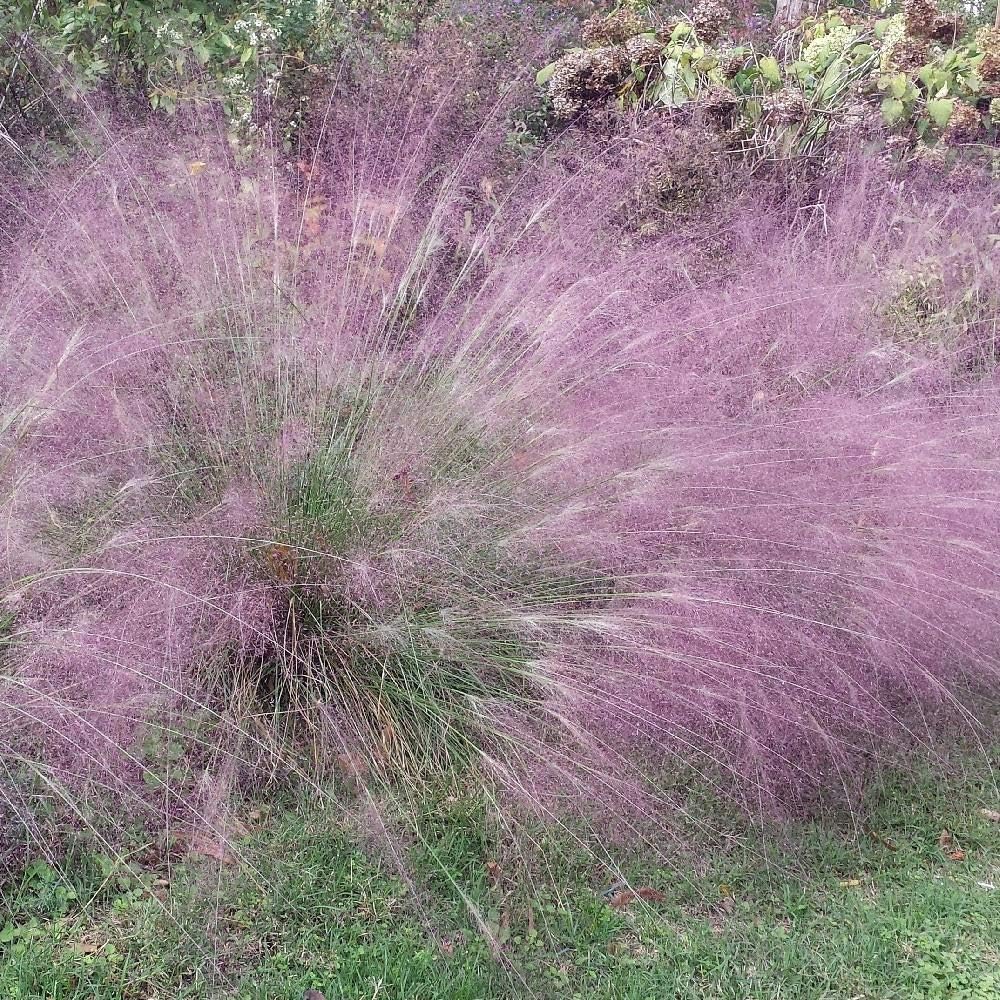 Outsidepride 1000 Seeds Perennial Eragrostis Spectabilis Ornamental Love Grass Seed for Planting