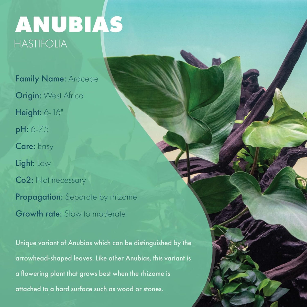 SubstrateSource Anubias Live Aquarium Plants - Potted Freshwater Plant for Fish Tanks, Terrariums