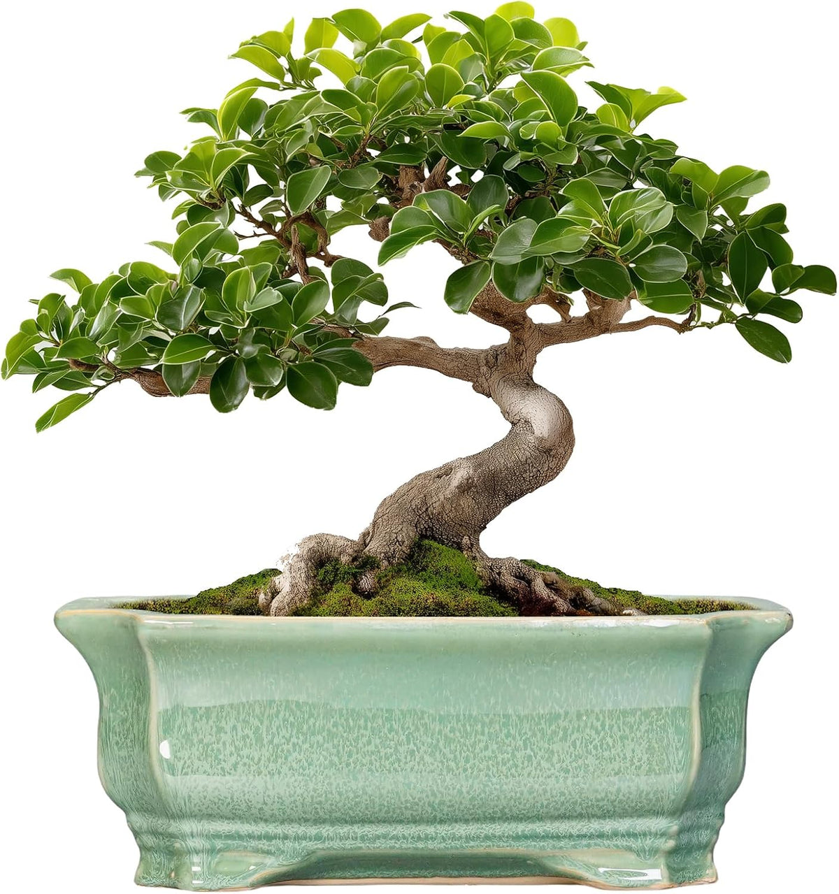 Bonsai Tree Pot 11.6 Inch - Ceramic Succulent Pots, Bonsai Planter for Indoor Outdoor, Decorative