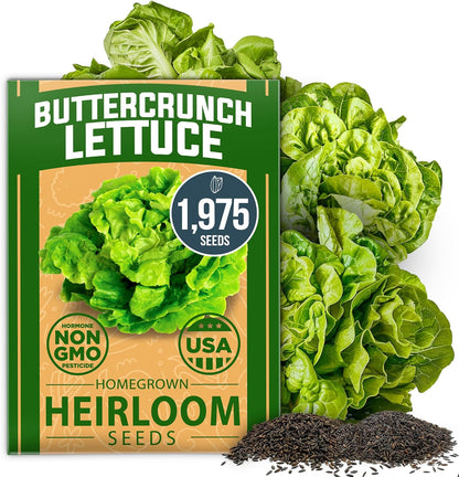 HOME GROWN 𝗨𝗦𝗔 𝗣𝗥𝗘𝗠𝗜𝗨𝗠 Buttercrunch Lettuce Seeds Bulk Pack - 1975 Heirloom 𝗡𝗢𝗡-𝗚𝗠𝗢