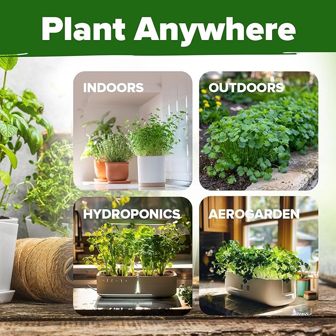 HOME GROWN 𝗨𝗦𝗔 𝗣𝗥𝗘𝗠𝗜𝗨𝗠 500+ Cilantro Seeds (Fast Growing) 𝗡𝗢𝗡-𝗚𝗠𝗢 Heirloom