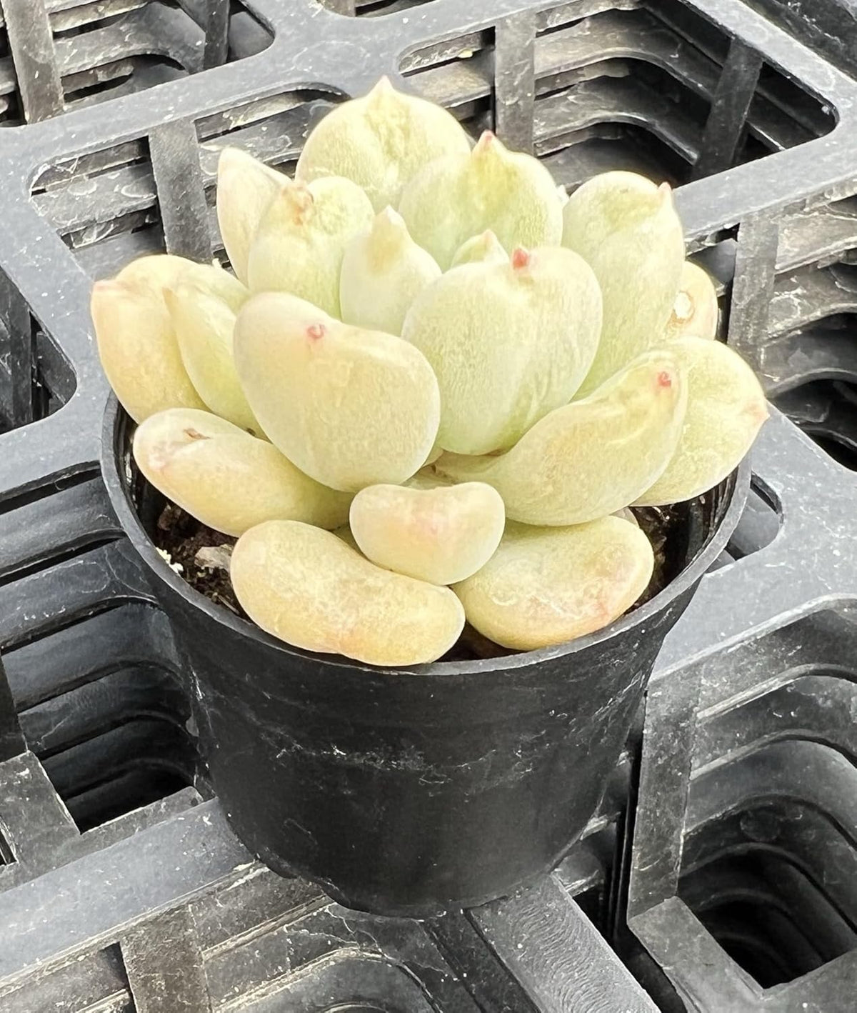 Sprout N Green Echeveria Bill Gates sp., Rare Live Succulent Plant Fully Rooted in 2" Planter with
