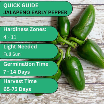 Woods Creek Seeds: Jalapeño Early Hot Pepper Seeds for Planting - Heirloom Non-GMO Jalapeno Seeds