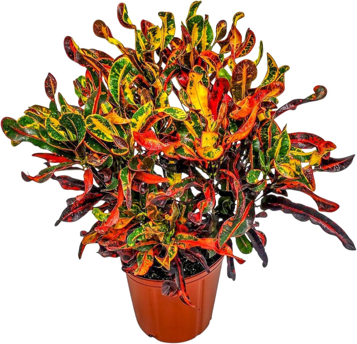 Croton Mammy Plant Live - 3 Gallon Pot - Overall Height 24" to 28" - Tropical Plants of Florida…