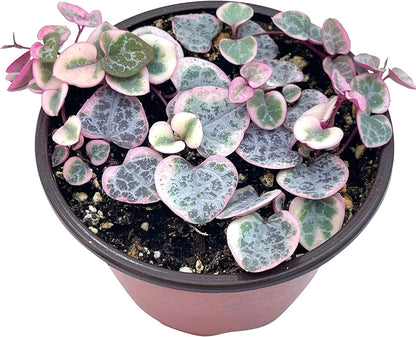 Live Succulent 4" Variegated String of Hearts, Succulents Plants Live, Succulent Plants Rooted