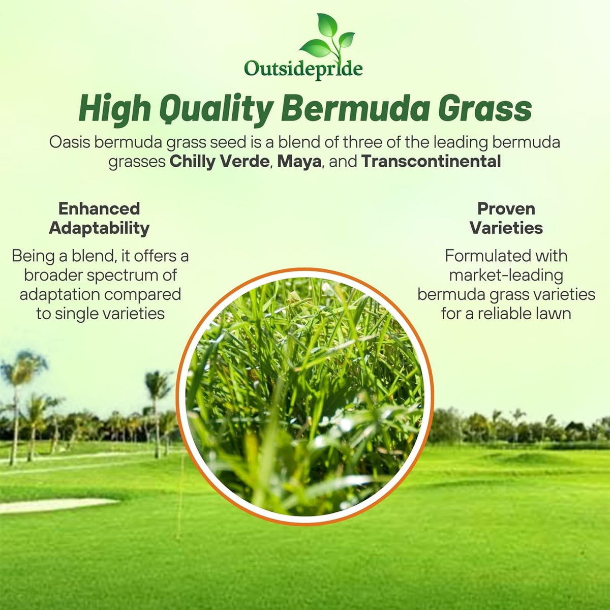 Outsidepride Oasis Bermuda Grass Seed - 50 lbs Warm Season, High Traffic, Heat Resistant