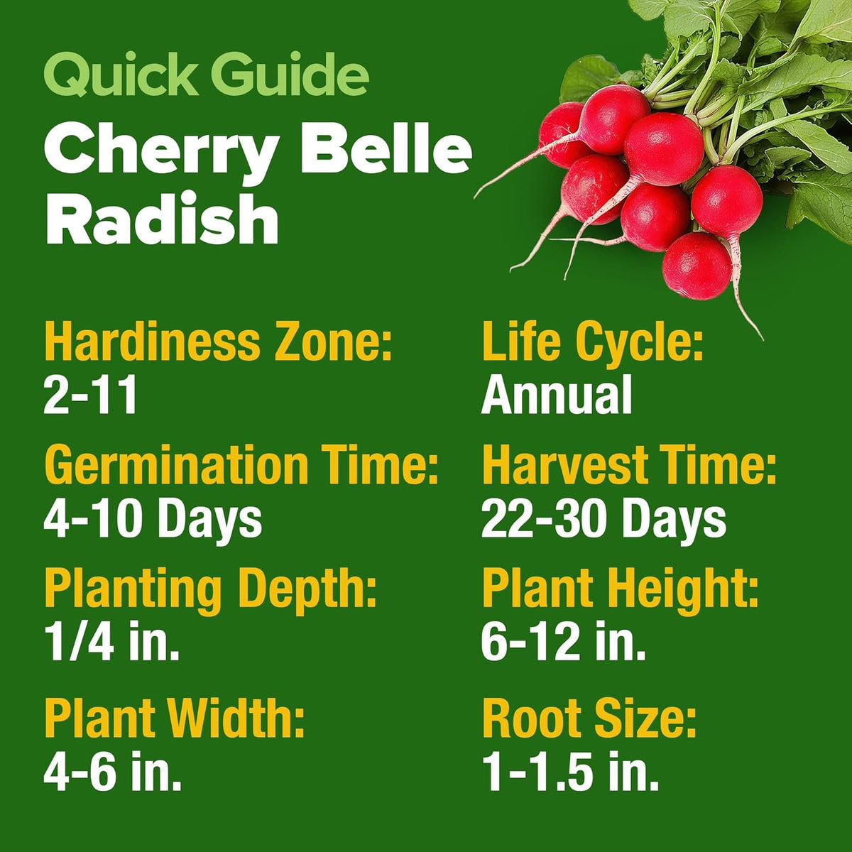 HOME GROWN 𝗨𝗦𝗔 𝗣𝗥𝗘𝗠𝗜𝗨𝗠 Cherry Belle Radish Seeds 800+ 𝗡𝗢𝗡-𝗚𝗠𝗢 Heirloom Vegetable