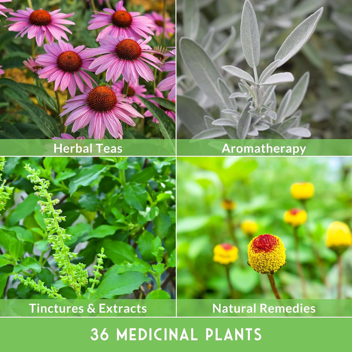 Ultimate Medicinal Herb Seeds Variety Pack – 36 Heirloom Non-GMO Healing Herbs for Planting |