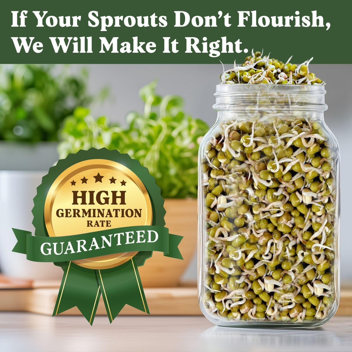 Seedboy Organic Non-GMO Mung Bean Seeds for Sprouting - Microgreens Sprouting Seeds - 8 oz Bag