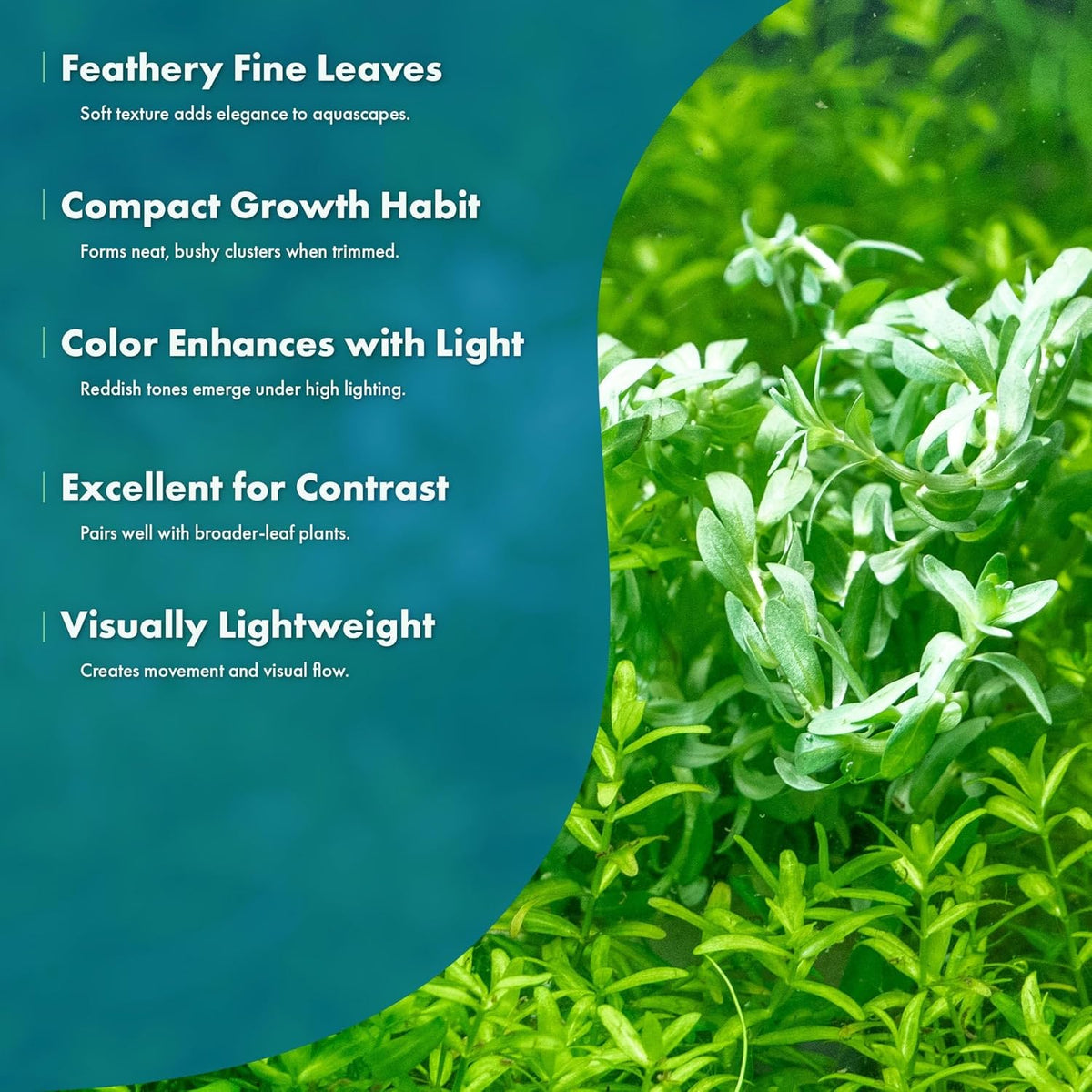 SubstrateSource Live Plants – Water Hedge (Didiplis Diandra) – High Light, Green with Red Tips