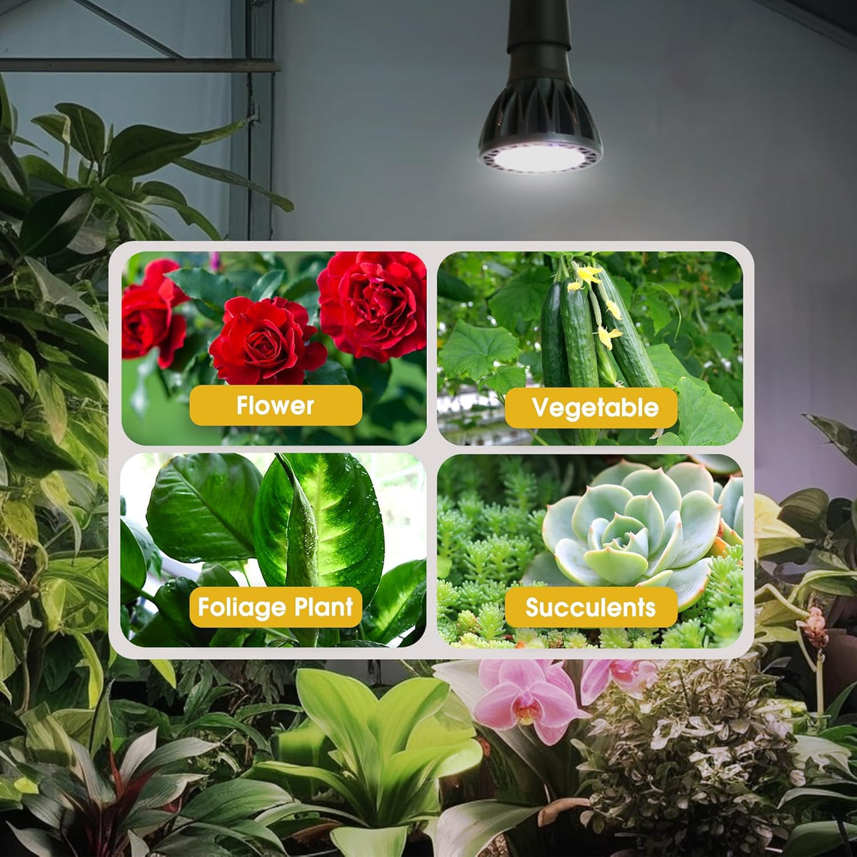 Briignite Grow Light Bulbs, 10W Plant Light Bulb, 150W Equivalent, High PPFD, PAR20 Full Spectrum