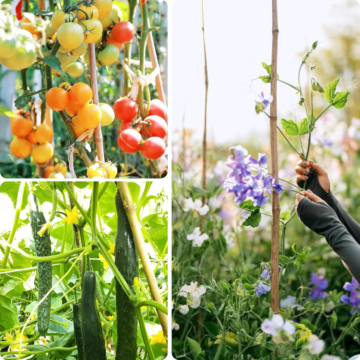 Bamboo Stakes 3ft, 50 Pack Bamboo Garden Stakes 3 Feet, Natural Plant Stakes for Tomatoes and