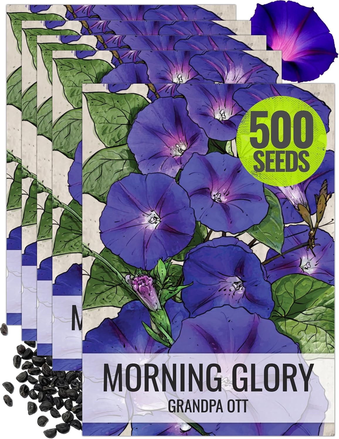 Seed Needs, Grandpa OTT Morning Glory Seeds - 100 Heirloom Seeds for Planting Ipomea purpurea
