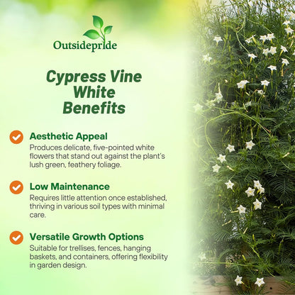 Outsidepride White Cypress Vine Seeds - 100 Pcs Annual Flower Seeds with Nectar-Rich, Star-Shaped