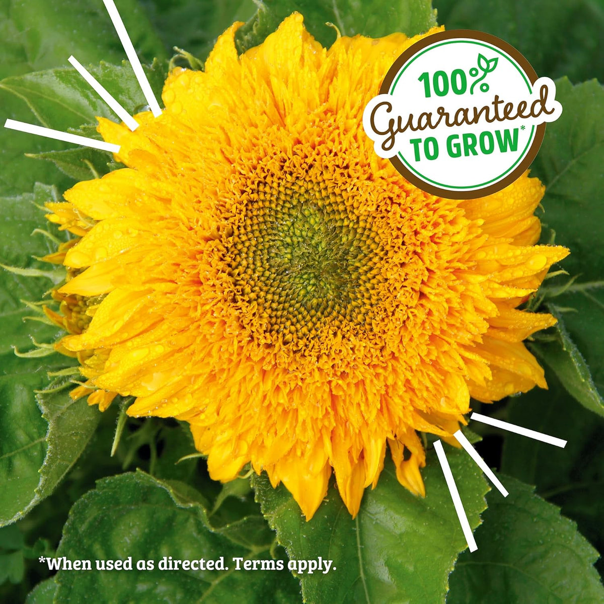 Back to the Roots Sunflower Organic Windowsill Planter Kit - Grows Year Round, Includes Everything