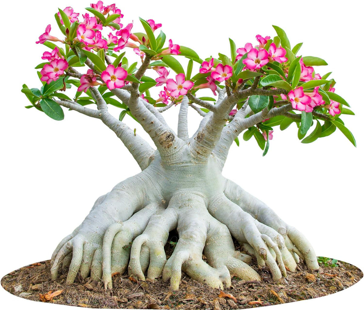 20 Desert Rose Seeds for Planting Mixed Color Ready to Grow Adenium Obesum Seeds Exotic Succulent