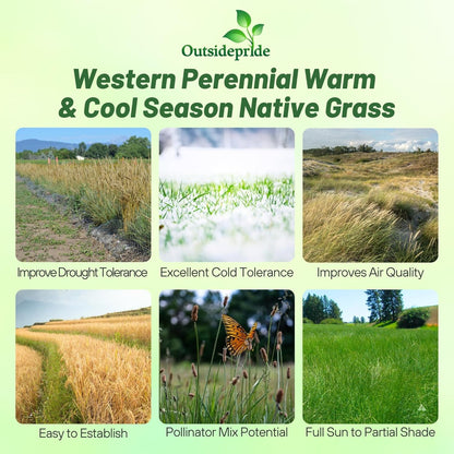 Outsidepride Western Native Grass Seed Mix - 1 lb. Perennial Blend of Warm & Cool Season, Drought