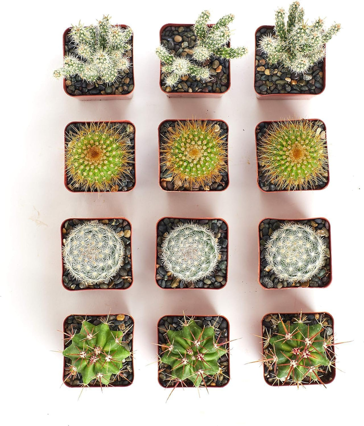 Shop Succulents | Can't Touch This Collection | Assortment of Hand Selected, Fully Rooted Live