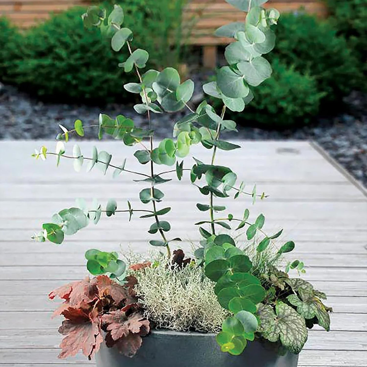 Park Seed Grow Your Own Eucalyptus Seeds Plant, Perfect for Indoor Growing and Spring Garden, Baby