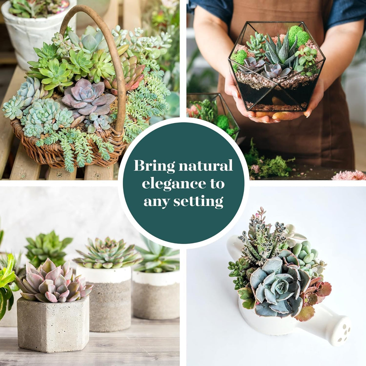 Shop Succulents Pastel Succulent Plant Pack Bulk Collection - Live Mini Succulent Plants, Low