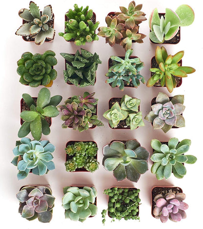 Shop Succulents Unique Succulent Plant Pack Collection - Live Mini Succulent Plants, Low