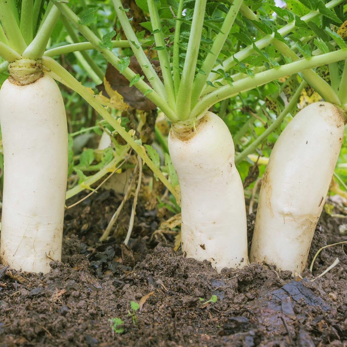 Outsidepride Annual Daikon Radish Seeds - 1 oz. Chinese, Japanese, & Oriental Radish Seeds for Soil