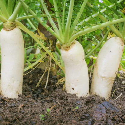 Outsidepride Annual Daikon Radish Seeds - 1 oz. Chinese, Japanese, & Oriental Radish Seeds for Soil