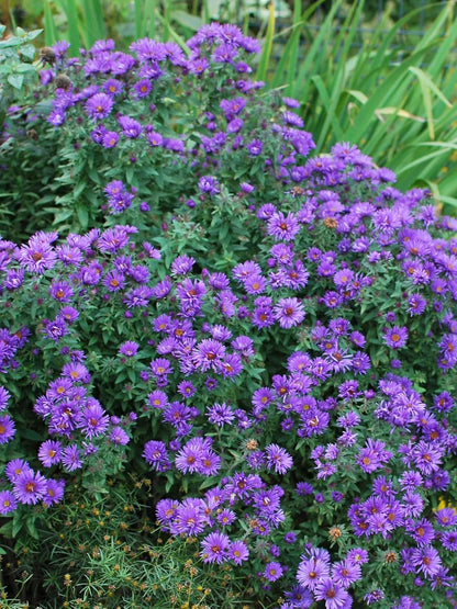 Perennial Farm Aster Novae-Angliae 'Purple Dome' – Live Dwarf New England Perennial in #1