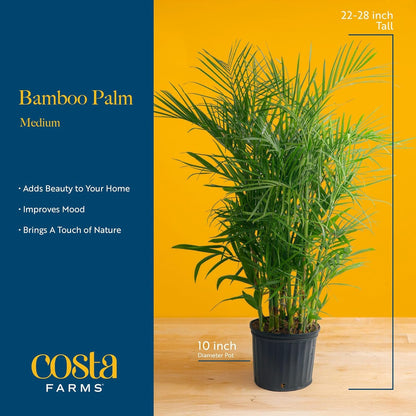 Costa Farms Bamboo Palm Live Plant in Decorative Pot, Air Purifying Large Indoor Houseplant