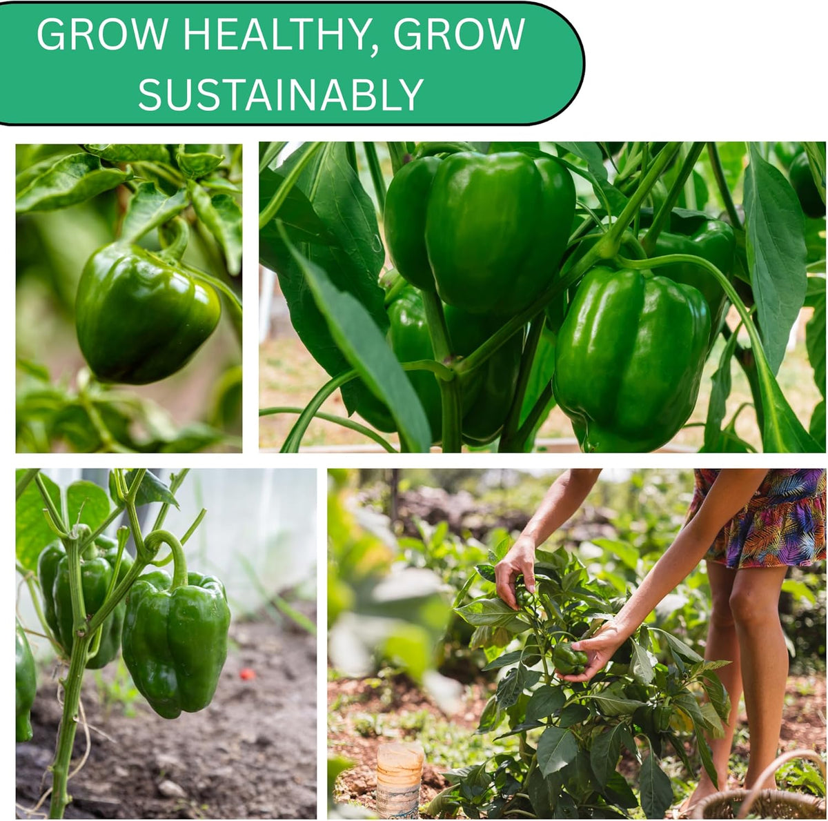 Woods Creek Seeds: Cal Wonder 300 TMR Sweet Pepper Seeds for Planting - Over 250 Heirloom Non-GMO