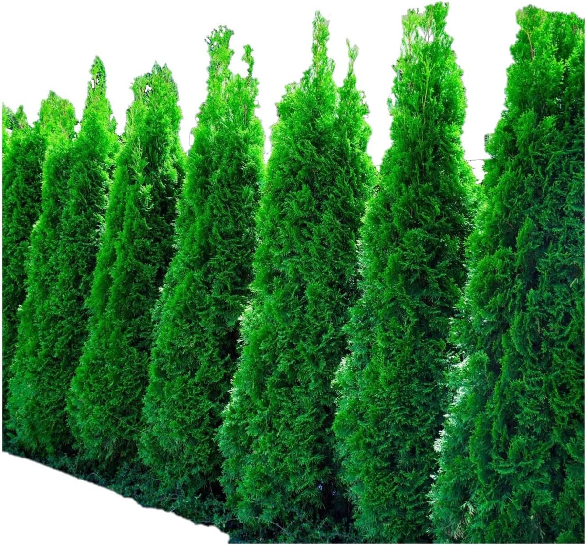 Ten Pack of Emerald Arborvitaes - Evergreen Privacy Hedge - 10 Live Plants Shipped 1 to 2 Feet Tall