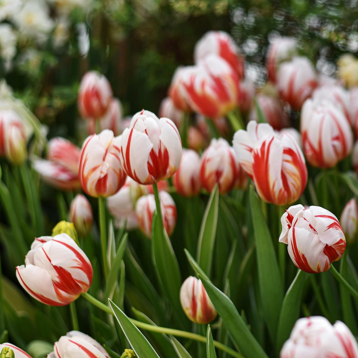 Mixed Sorbet Tulips – 8 Bulbs | Pink, Red & White Perennial Flowers - Spring Blooming |