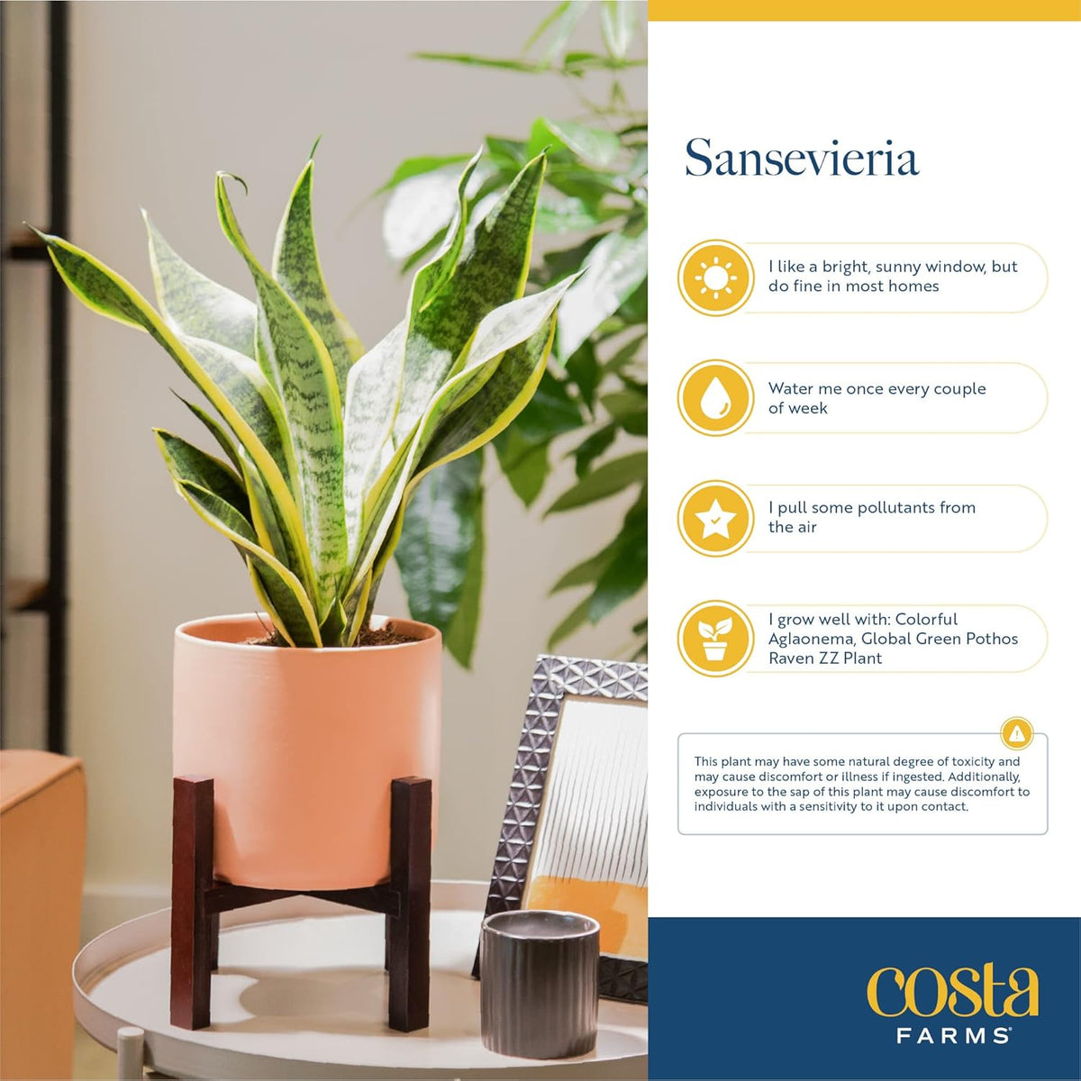 Costa Farms Snake Plant, Live Indoor Sansevieria Plant, Easy to Grow Succulent Houseplant Potted in