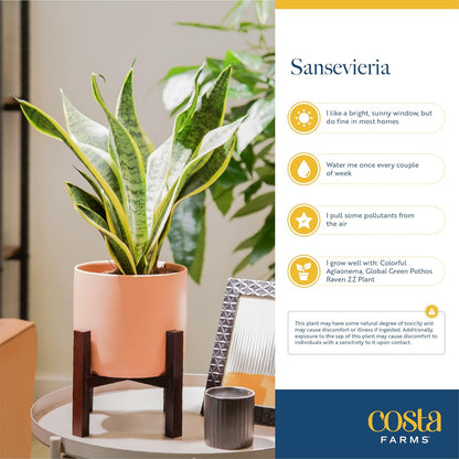 Costa Farms Snake Plant, Live Indoor Sansevieria Plant, Easy to Grow Succulent Houseplant Potted in