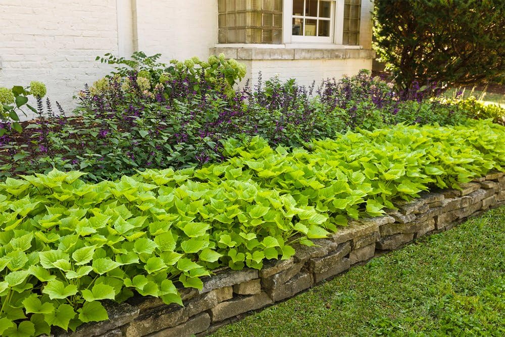 American Plant Exchange Lime Sweet Potato Vine – 6-Inch Pot – Live Trailing Foliage Plant